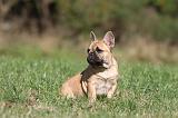 BOULEDOGUE FRANCAIS 627